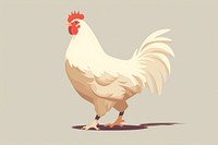 Chicken walking livestock poultry animal. 