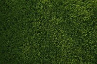 Grass green outdoors texture. 