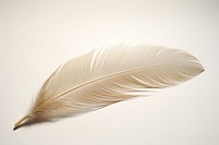 Feather white lightweight accessories. AI generated Image by rawpixel.