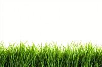 Green grass lawn backgrounds plant white background. AI generated Image by rawpixel.