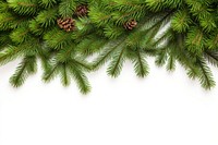 Pine Tree tree pine backgrounds. 