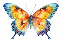 Butterfly animal insect white background. 