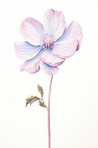 Flower drawing blossom sketch. AI generated Image by rawpixel.