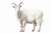 Mountain Goat livestock wildlife animal. AI generated Image by rawpixel.