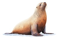 Sea lion animal mammal seal. AI generated Image by rawpixel.