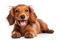 Dachshund puppy dachshund mammal. AI generated Image by rawpixel.