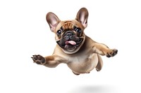 French Bulldog jumping bulldog animal mammal. AI generated Image by rawpixel.