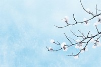 Snow backgrounds outdoors blossom. 