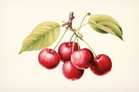 Cherries fruit cherry plant. AI generated Image by rawpixel.