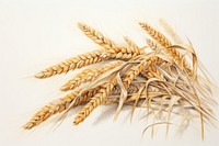 Grain wheat food agriculture. 