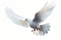 Dove side animal flying white. AI generated Image by rawpixel.