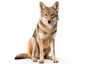 Coyote wolf animal mammal pet. 