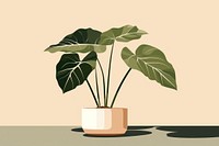 Alocasia longiloba plant vase leaf. 