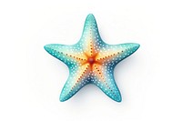 Starfish starfish white background invertebrate. AI generated Image by rawpixel.