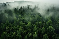 Forest tree vegetation outdoors. 