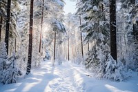 Winter forest landscape outdoors. 