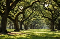 Forest tree outdoors woodland. 