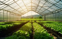 Lettuce greenhouse gardening outdoors. 