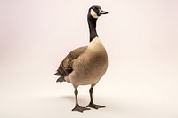 A canada goose animal bird waterfowl. 