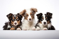 Dogs papillon mammal animal. AI generated Image by rawpixel.
