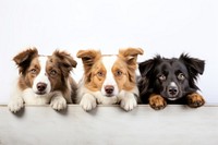 Dogs mammal animal puppy. AI generated Image by rawpixel.
