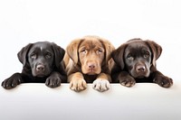 Dogs animal mammal puppy. AI generated Image by rawpixel.