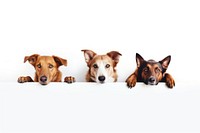 Three dogs mammal animal pet. AI generated Image by rawpixel.
