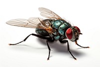 Fly animal insect white background. AI generated Image by rawpixel.