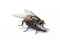 Fly animal insect white background. AI generated Image by rawpixel.