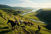 Landscape horse grassland outdoors. 