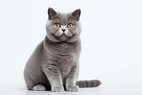 Blue gray british cat animal mammal kitten. AI generated Image by rawpixel.