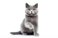 Blue gray british cat animal mammal kitten. AI generated Image by rawpixel.