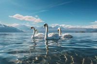 Swan landscape mountain outdoors. 