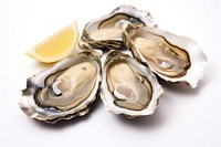 Oysters seafood clam white background. 