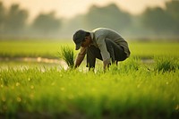 Male Farmer Examining Saplings Of Rice Fields field farm outdoors. 