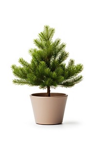 Christmas tree plant pine fir. 