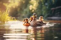 Duck family floating animal bird. 