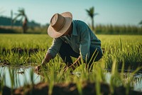 Male Farmer Examining Saplings Of Rice Fields field farm outdoors. 