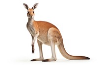 Red Kangaroo kangaroo wallaby animal. AI generated Image by rawpixel.