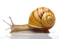 Snail snail animal white background. 