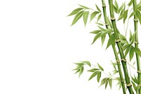 Bamboo backgrounds plant white background.