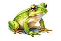 Green frog cartoon amphibian wildlife animal. 