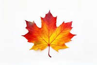 Autumn maple leaf plant tree. 