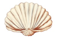 Clam Shell seashell white background invertebrate. 