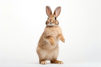 Standing animal mammal rodent. AI generated Image by rawpixel.