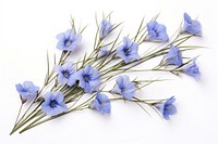 Flax blue flowers branch petal plant white background. AI generated Image by rawpixel.