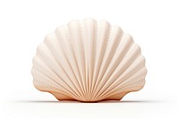 Shell shell clam white background. 