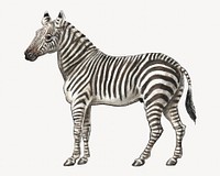 The Zebra, vintage animal illustration by Charles Hamilton Smith. Remixed by rawpixel.