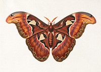 Atlas Moth (1758), vintage insect illustration by George Edwards. Original public domain image from Yale Center for British Art. Digitally enhanced by rawpixel.