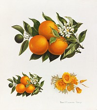 Oranges and poppies (1895), vintage fruit illustration by Percy J. Callowhill Lith. '95. Original public domain image from Digital Commonwealth. Digitally enhanced by rawpixel.